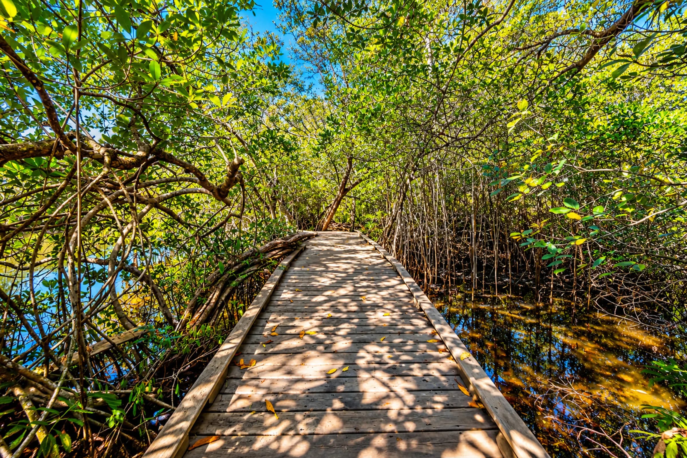 Boardwalk winding through the mangroves